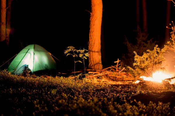 How can you camp safely with pets in the UK?